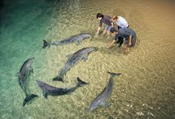 假期和澳洲游学冬令营一起保护可爱的海豚！