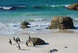 冬天和澳洲游学冬令营一起探索企鹅岛吧！