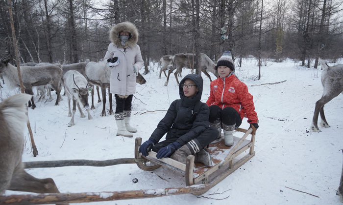 驯鹿啦雪橇