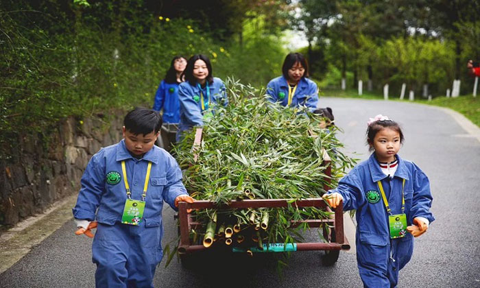 和老师一起搬运竹子